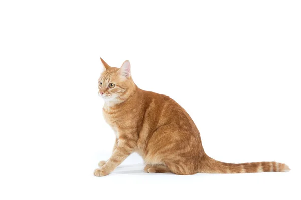 Gato vermelho bonito com olhos de gengibre, posando enquanto sentado em um fundo branco — Fotografia de Stock