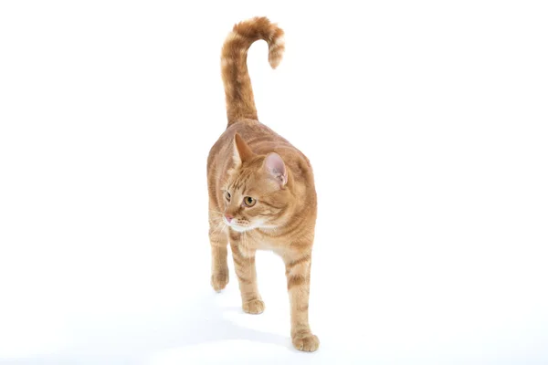 クローズ アップ ホワイト バック グラウンドに立っている間ポーズ生姜の目の美しい赤猫 — ストック写真