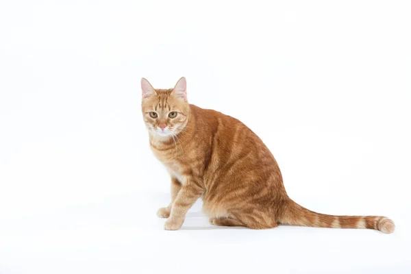 Beau chat rouge aux yeux roux, posant assis sur un fond blanc — Photo