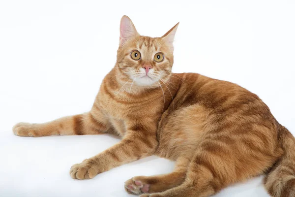 Beau chat rouge avec les yeux roux posant tout en étant couché sur un fond blanc gros plan — Photo
