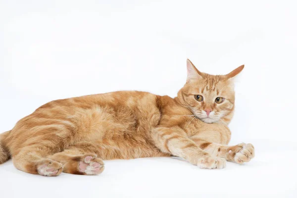 Beau chat rouge avec les yeux roux posant tout en étant couché sur un fond blanc gros plan — Photo