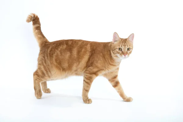 Gato vermelho bonito com olhos de gengibre posando enquanto está de pé em um fundo branco closeup — Fotografia de Stock