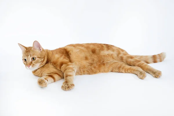 Gato vermelho bonito com olhos de gengibre posando enquanto deitado em um fundo branco close-up — Fotografia de Stock