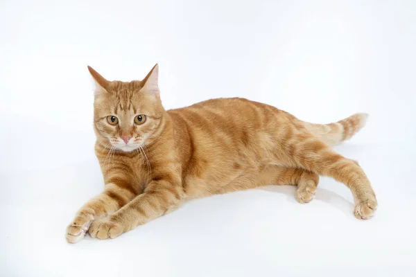 Gato vermelho bonito com olhos de gengibre posando enquanto deitado em um fundo branco close-up — Fotografia de Stock