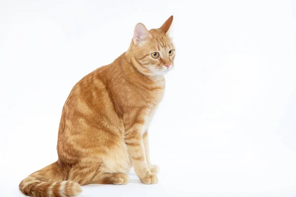 Beau chat rouge aux yeux roux, posant assis sur un fond blanc — Photo