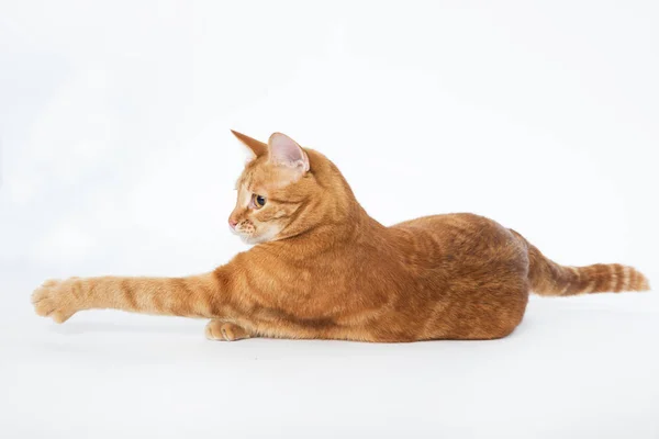 Beau chat rouge avec les yeux roux posant tout en étant couché sur un fond blanc gros plan — Photo