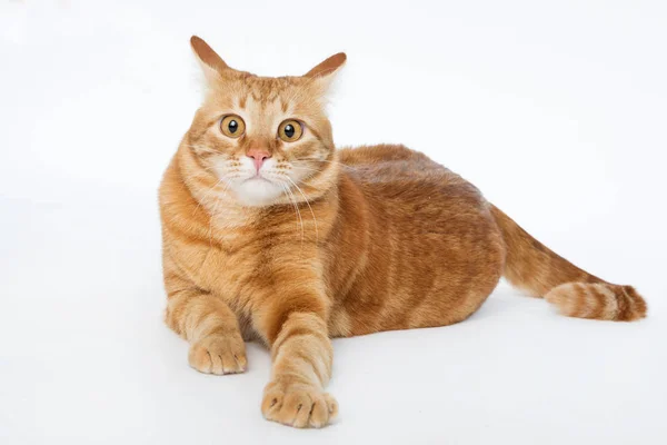 Gato vermelho bonito com olhos de gengibre posando enquanto deitado em um fundo branco close-up — Fotografia de Stock