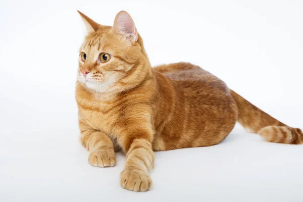 Beau chat rouge avec les yeux roux posant tout en étant couché sur un fond blanc gros plan — Photo