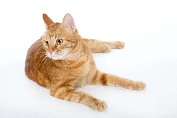 Schöne rote Katze mit Ingweraugen posiert auf einem weißen Hintergrund Nahaufnahme — Stockfoto