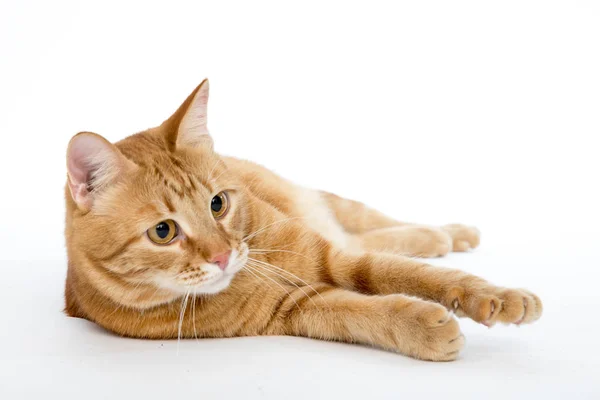 Gato vermelho bonito com olhos de gengibre posando enquanto deitado em um fundo branco close-up — Fotografia de Stock