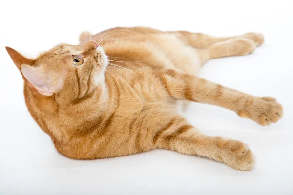 Gato vermelho bonito com olhos de gengibre posando enquanto deitado em um fundo branco close-up — Fotografia de Stock