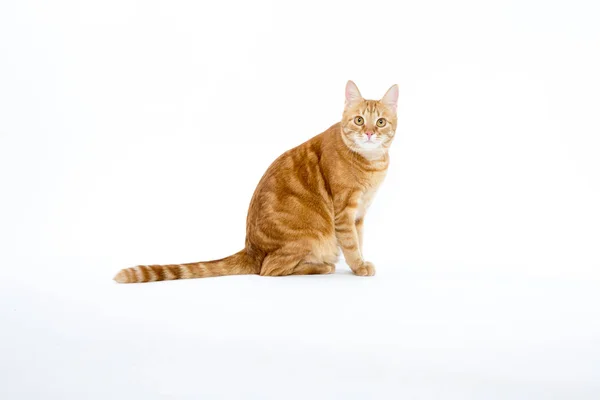 Gato vermelho bonito com olhos de gengibre, posando enquanto sentado em um fundo branco — Fotografia de Stock