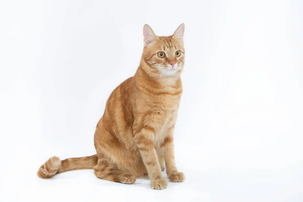 Hermoso gato rojo con ojos de jengibre, posando sentado sobre un fondo blanco Fotos De Stock