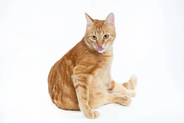 Hermoso gato rojo con ojos de jengibre, posando sentado sobre un fondo blanco Imagen De Stock