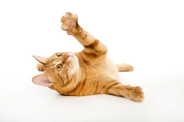 Hermoso gato rojo con ojos de jengibre posando sobre un fondo blanco Imagen De Stock