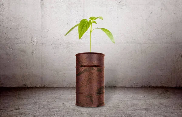 The plant growing out of brown barrell — Stock Photo, Image