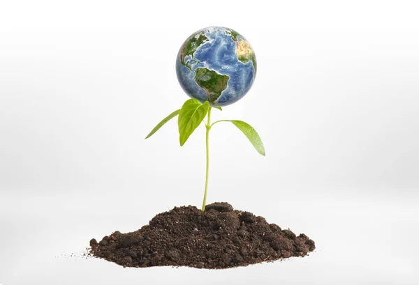 Close-up planet Earth on green sprout growing from the ground. — Stock Photo, Image