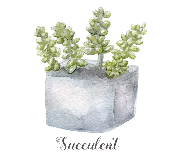 Hand painted watercolor succulent plants in pot. Perfect for cards, labels, invitations, web, scrapbook, flyer etc — Stock Photo, Image