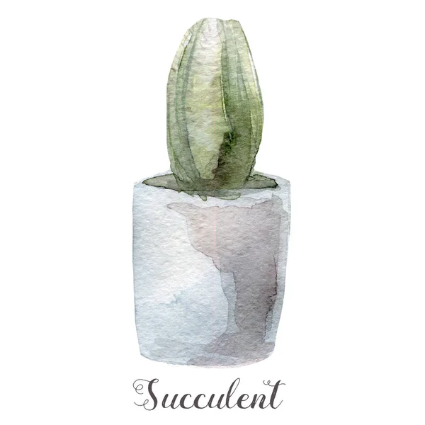 Hand geschilderd in aquarel succulente planten in pot. Perfect voor kaarten, etiketten, uitnodigingen, web, scrapbook, flyer enz — Stockfoto