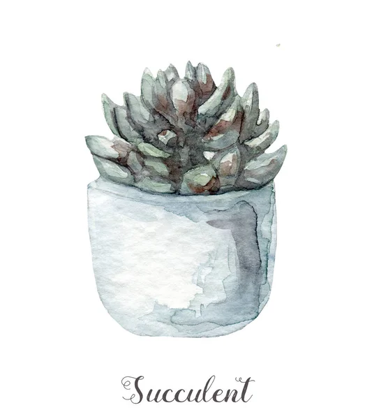 Hand geschilderd in aquarel succulente planten in pot. Perfect voor kaarten, etiketten, uitnodigingen, web, scrapbook, flyer enz — Stockfoto