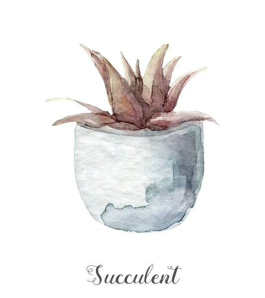 Aquarela pintada à mão plantas suculentas em vaso. Perfeito para cartões, rótulos, convites, web, scrapbook, folheto etc — Fotografia de Stock