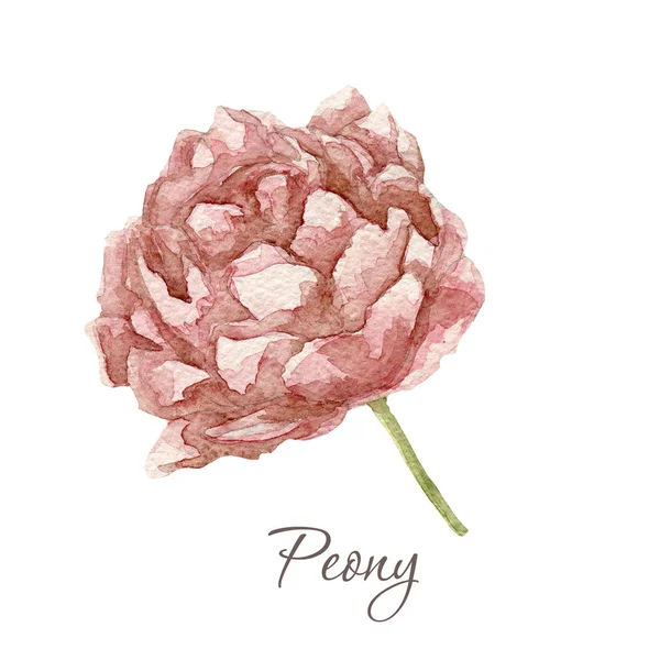 Acquerello peonia flower.This immagine può essere utilizzato per cartoline inviti volantini — Foto Stock