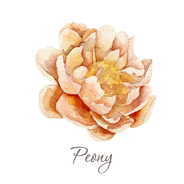 Akvarell pünkösdi rózsa virág. Ez a kép alkalmas képeslapok meghívók, szórólapok — Stock Fotó