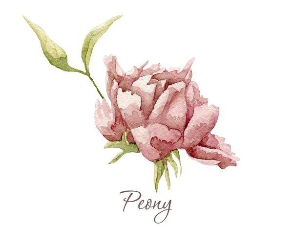 Acquerello peonia flower.This immagine può essere utilizzato per cartoline inviti volantini — Foto Stock