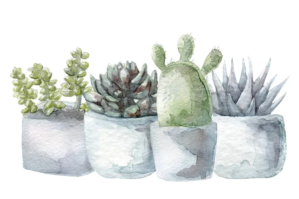 Cactus acuarela y conjunto suculento —  Fotos de Stock