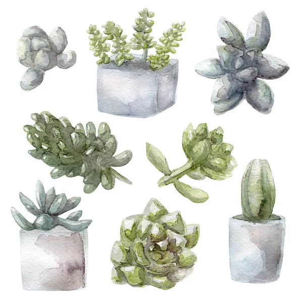 Acquerello piante succulente verde raccolta illustrazione, isolato su sfondo bianco — Foto Stock