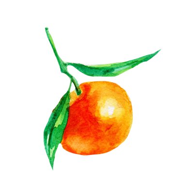 Mandalina illüstrasyon. Beyaz arka plan üzerine elle çizilmiş suluboya.