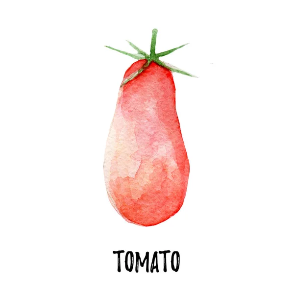 Tomat illustration. Hand dras akvarell på vit bakgrund. — Stockfoto