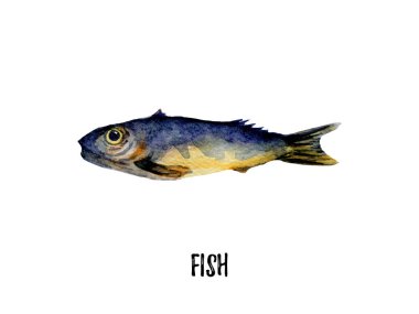 Balık illüstrasyon. Beyaz arka plan üzerine elle çizilmiş suluboya.