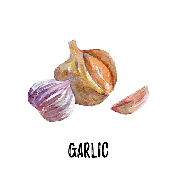 Illustrazione dell'aglio. Acquerello disegnato a mano su sfondo bianco . — Foto Stock
