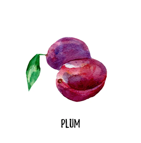Plums  illustration. Hand drawn watercolor — Stock Photo, Image