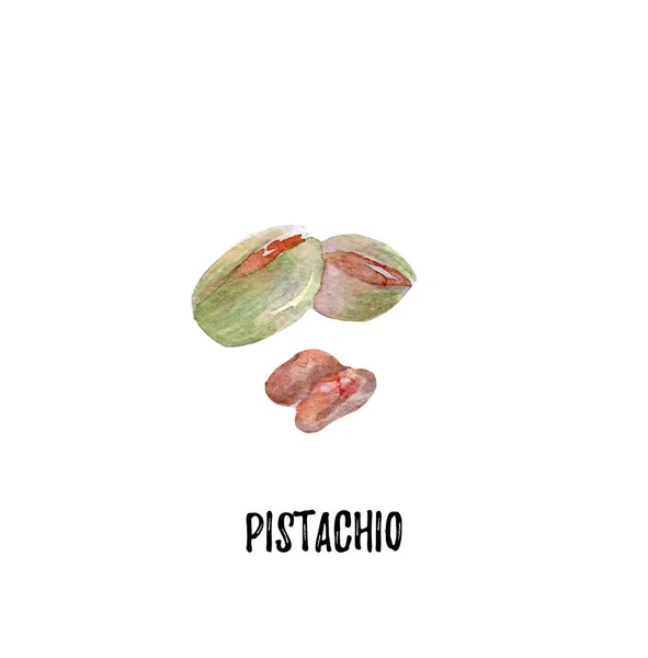 Ilustracja pistacji. Dłoń akwarela ciągnione — Zdjęcie stockowe
