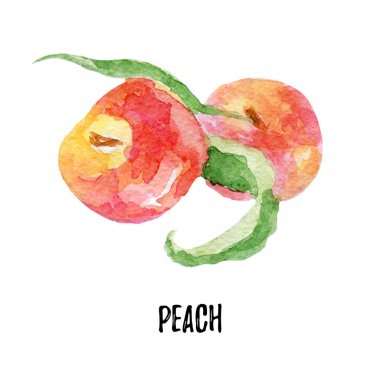 peachs resimde. Elle çizilmiş suluboya 