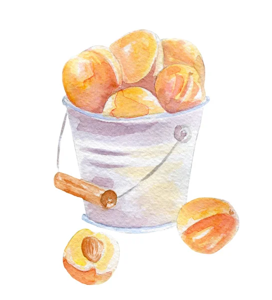Frische Aprikosen Illustration. handgezeichnetes Aquarell auf weißem Hintergrund. — Stockfoto