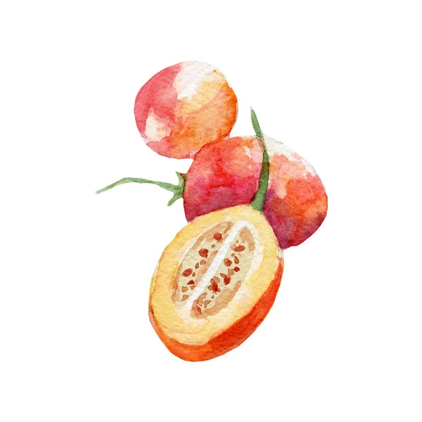 Ilustração tamarillo fresco. Aquarela desenhada à mão sobre fundo branco — Fotografia de Stock