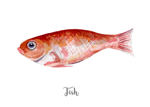 Ilustração peixe fresco. Aquarela desenhada à mão sobre fundo branco . — Fotografia de Stock