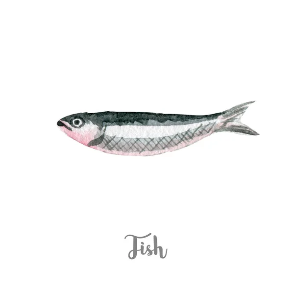 Ilustração peixe fresco. Aquarela desenhada à mão sobre fundo branco . — Fotografia de Stock