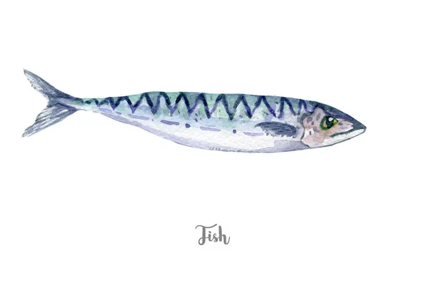 Illustration de poisson frais. Aquarelle dessinée à la main sur fond blanc — Photo