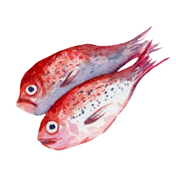 Ilustración de pescado fresco. Acuarela dibujada a mano sobre fondo blanco . — Foto de Stock