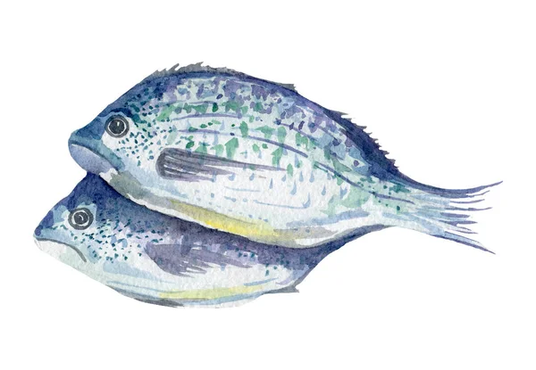Frischfisch-Illustration. handgezeichnetes Aquarell auf weißem Hintergrund. — Stockfoto