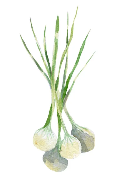 Frische Zwiebeln Illustration. handgezeichnetes Aquarell auf weißem Hintergrund. — Stockfoto