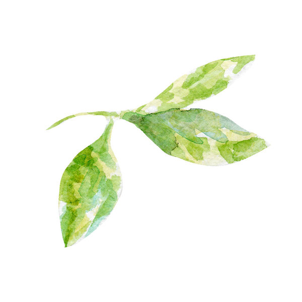 fresh green leaf illustration. Hand drawn watercolor on white background.