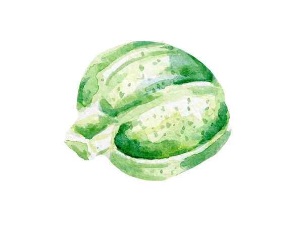 Λαχανάκια φρέσκα sprout εικονογράφηση. Χέρι συρμένο ακουαρέλα σε λευκό φόντο. — Φωτογραφία Αρχείου