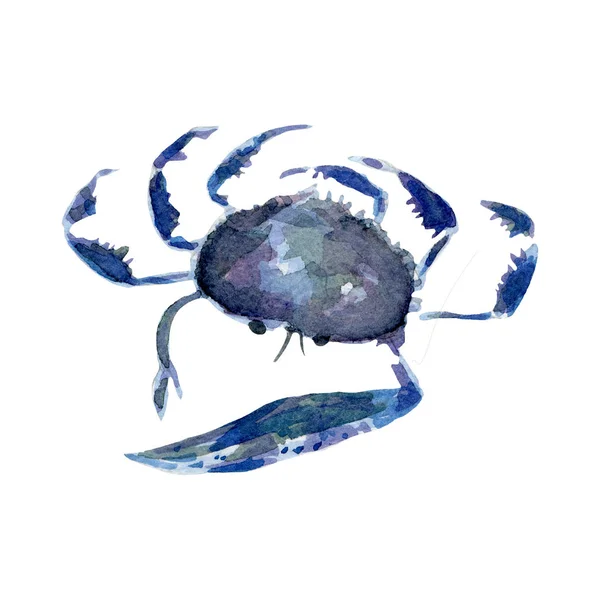 Illustration de crabe frais. Aquarelle dessinée à la main sur fond blanc . — Photo