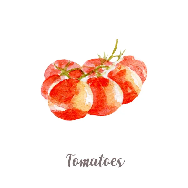 新鲜的番茄的插图。白色背景上的手画的水彩. — 图库照片