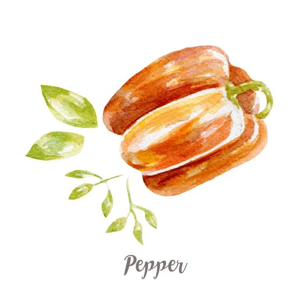 Färsk paprika illustration. Hand dras akvarell på vit bakgrund. — Stockfoto